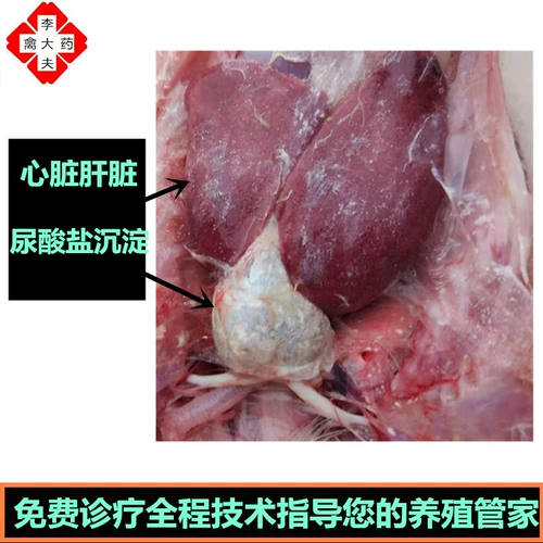 Гус -вакцина против вирусного яичного желточного яичного желтока