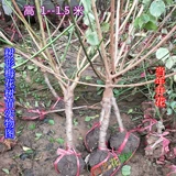 Рассаженность из шливы красная сливовая маринованная слива Pakes Pakes