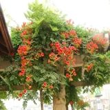 Американский цветок лингксиао Miao скалолазание корт корт