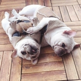 Боевая одежда осень и зимний бархатный жилет с ягненком Corgi Pug Dog Fat Dog