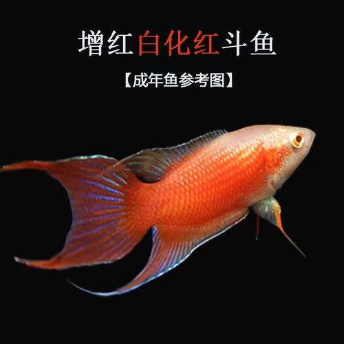 Китайская кулинарная рыба, живая рыб