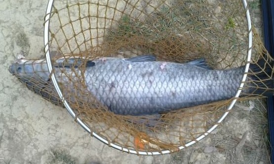 釣霸 出口全球競技黑坑釣魚 魚餌 添加劑鯽魚鯉魚 釣魚小藥 包郵