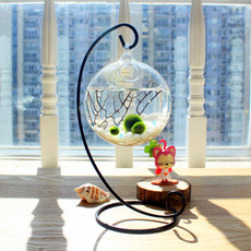 Декоративное мини-растение Бесплатная доставка маримо счастлив