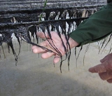 Fujian xiapu Head Water Laver 500 грамм дикого без песка.