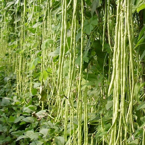 Свежие Гуандун Хейуан Фермеры домашние бобовые угловые угловые сухой кадлера высушенные светильники списки дегидратационные овощные овощи 250 грамм двух копий