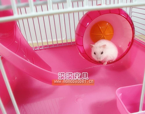 Новый век Новый год Sakura Time Standar