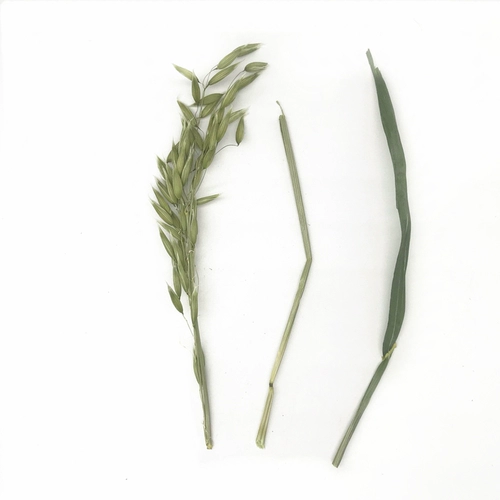 Высыхание овсяных ушей и травы секции кролика Тоторо Голландский