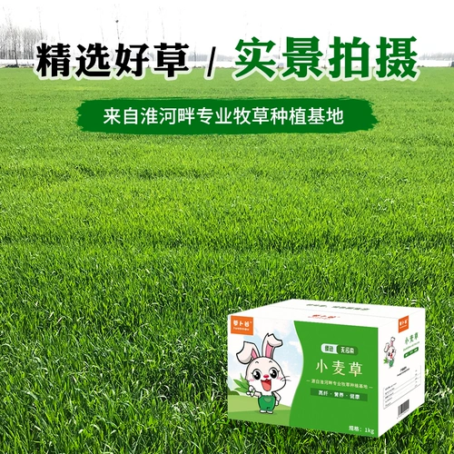 Пятно в 2021 году сушат пшеница таллли таллли кроличье кроличье голландская свинья вода чистая кишечная пастырская трава сушена