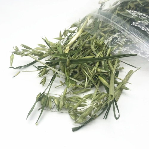 Высыхание овсяных ушей и травы секции кролика Тоторо Голландский