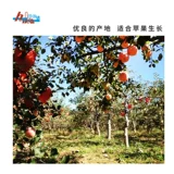 Herda яблоко сушено 45 г тоторо кролик голландский свиная хомяка для домашних животных сухие и обезвоженные ломтики яблока