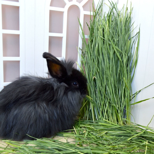 Бесплатная доставка 23 года сушной пшеницы трава с чистой весом 500 г кролики Тоторо Голландская свинина и пастырская трава