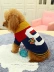 PETCIRCLE quần áo thú cưng quần áo mèo Bige Mao Mao Bomei quần áo chó mùa thu 8 áo len - Quần áo & phụ kiện thú cưng