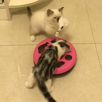 Кошка поворотный стул игрушечный кот и кошачьи сами -хи
