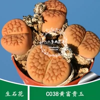 Шесть или шесть семян мяса [C038 20 Капсулы+ Huangfu guiyu] балкон семена семян каменного камня балкон