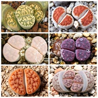 [20 зерна смешанных семян+ литопс смеси карантона] шесть или шесть мяса сырых каменных цветов
