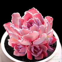 Танец заката 4-5см