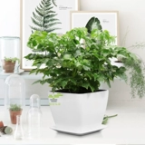 Счастливое дерево маленькое богатое дерево мирное дерево зеленое растение офисное зеленое растение цветок комнатное растение растение в горшке поглощает формальдегид