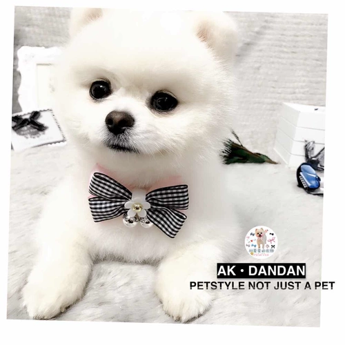 Аксессуар ручной работы, чокер, ожерелье, галстук-бабочка с бантиком, колокольчик на солнечной энергии, домашний питомец, кот, подсолнух