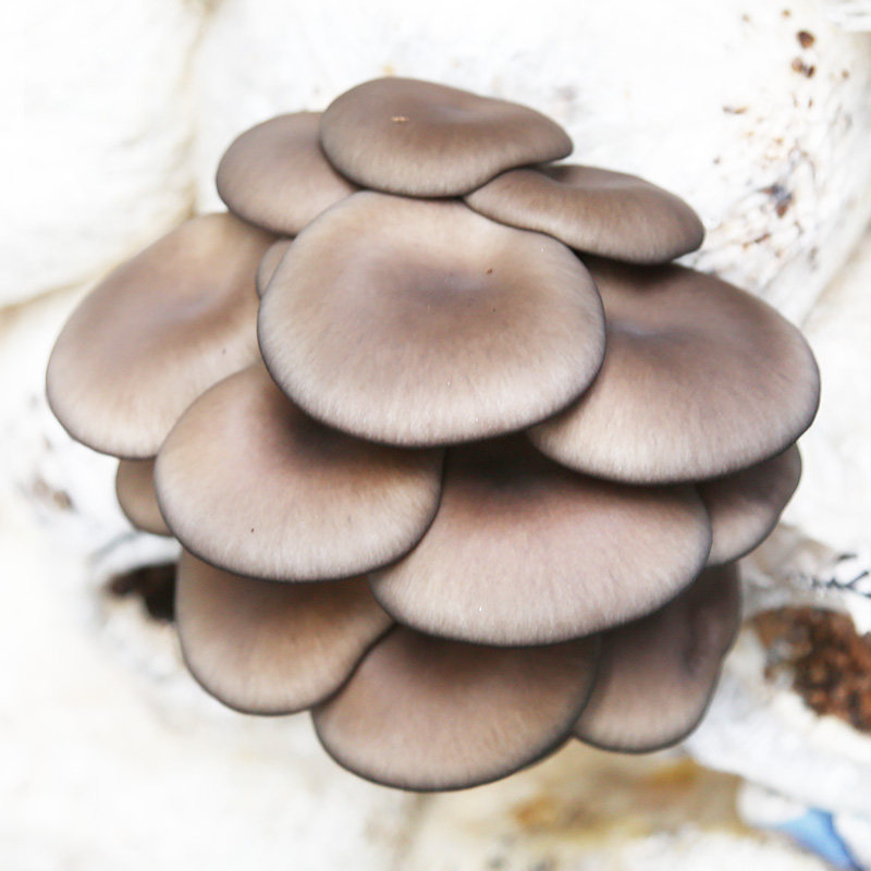 有机蔬菜：绿色餐桌的新时尚