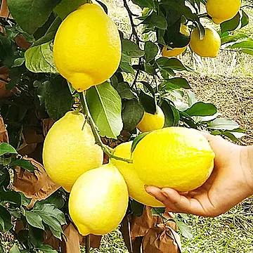 安岳柠檬黄柠檬新鲜水果皮薄多汁香水柃檬
