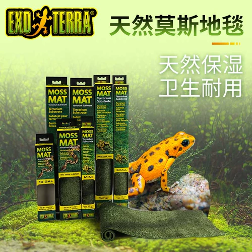 Канада рептилия из Gijin Moisen Pad Rainforest Carpet, земельная черепаха ландшафтная ландшафтная змея -ящеричная ящерица