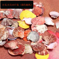 10 кусочков пинчальных ракушек