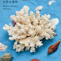 Естественный коралл