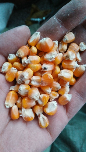 Нет измельченной кукурузной кукурузной кукурузной кукурузы фрагментированная куриная ути