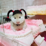 [Вейхуа торт дом]