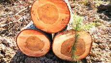 Деревянные панели/деревянные панели 香柏木雪松宝塔松番柏喜马拉雅山原木大板树皮树枝防虫防腐驻枕料