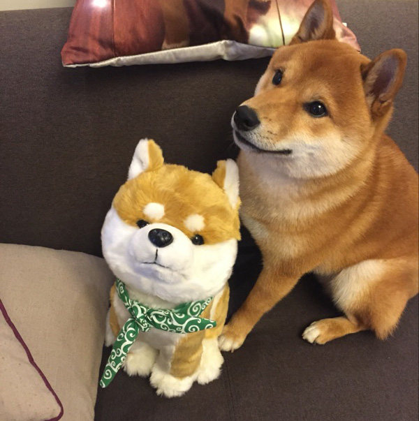 Details About Shiba Inu Lovely Muco Itoshi No Muco Doge Dog Cosplay Doll Toy Plush 34cm Sa
