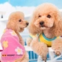 Puppy vest mùa hè đầm mỏng phần quần áo Teddy gấu Xiong Bomei thú cưng quần áo nhỏ chó con chó con Áo phông - Quần áo & phụ kiện thú cưng quần áo thú cưng giá rẻ