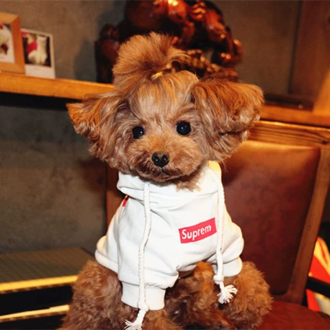 Домашняя кошка одежда одежда Тедди бин бин бин бен Бен Берсерури Шеронори одежда Весна и лето -двухдушное свитер