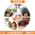 Red dog dinh dưỡng kem cat dog với mang thai puppies Golden Retriever dinh dưỡng vitamin và phân bón miễn dịch sản phẩm sức khỏe sữa cho chó 3 tháng tuổi	 Cat / Dog Health bổ sung