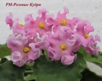 [Translated Russian title here]