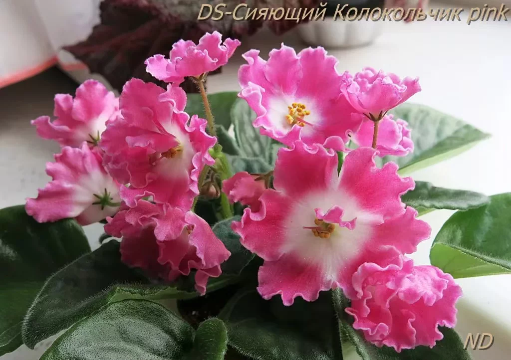 Bulin ds-колокольчик k pink pink clock