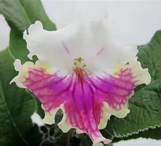 Русская orchid лёгкий ветерок ветерок ветерок