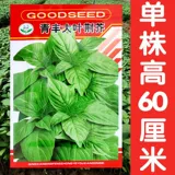 Henan Big Leaf Seed Seeds Seeds Pot Pought Searning Entable Seeds Farmer Four Seasons Seing Jingcai Spring Spring Spring