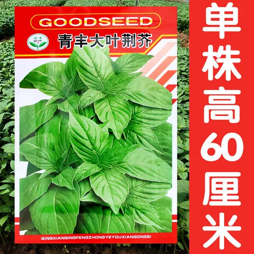 Henan Big Leaf Seed Seeds Seeds Pot Pought Searning Entable Seeds Farmer Four Seasons Seing Jingcai Spring Spring Spring