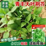 Henan Big Leaf Seed Seeds Seeds Pot Pought Searning Entable Seeds Farmer Four Seasons Seing Jingcai Spring Spring Spring