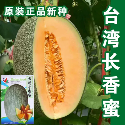 Синьцзян Кантелупа семян семян семян семян семян и дынями супер сладкий весенний сезон