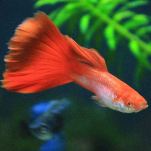 Пикок -рыбной бутик все красные павлины маленькая тропическая декоративная рыба, чтобы Fish Express Package Live Death Bag Потраченная продажа горячая распродажа