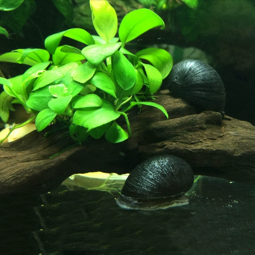 Super Efficicality Super Efficicality Super Efficicality Super Efficicality Slot Cong