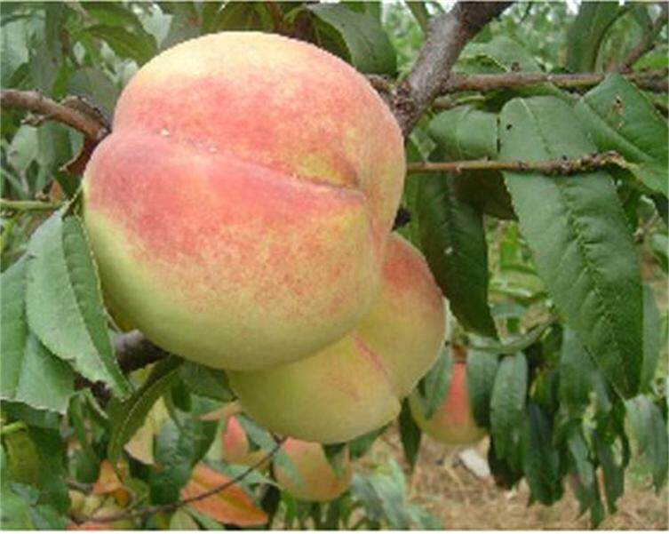 优质嫁接桃树苗 桃树苗品种 桃树苗嫁接苗经济占地实生毛桃树苗