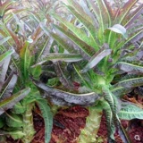 Семена салата с высоким содержанием салата