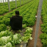 Быстрые рожденные большие семена салата салата Сан -листовое стекло листового листья, Стеклом Семена салата, четыре сезона овощей, зеленые овощи на балконе Бесплатная доставка.