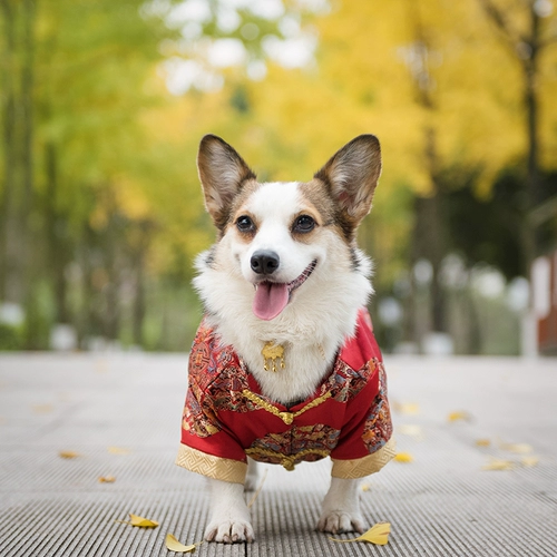 短腿队长 Одежда этой собаки слишком рада, чтобы отпраздновать костюмы Corki Tang Costumes Cheongsam в китайском стиле в новом году, чтобы обсудить красные конверты, похожие на без рукавов