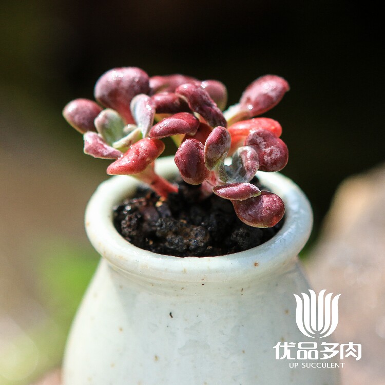 红霜荷兰进口小型种有香味多肉植物盆栽