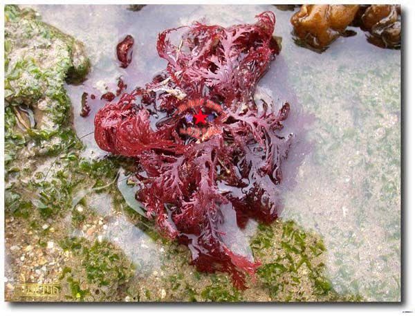 海底燕窝 血珊瑚 天然海藻 超高胶原蛋白! 珊瑚藻 红珊瑚 干货