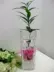 Bình thủy tinh thủy tinh dụng cụ IKEA * bình pha lê * cây thủy canh cho hoa thủy sinh - Vase / Bồn hoa & Kệ